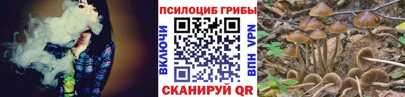 Купить закладки  Россошь  Псилоцибиновые грибы Psilocybe 